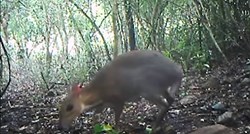 VIDEO Snimljen miš-jelen za kojeg se mislilo da je izumro prije 30 godina